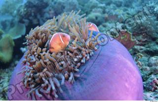 Philippines - Underwater life 0024